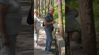 Белка  на дорожке берёт  дань  орешками..😀 #красноярск #сибирь #shorts