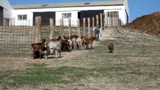 [Spanish Water Dog, Working Trial, Goat Herding  Perro de Agua Español Herding Competition]