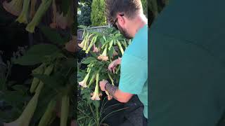 Download Lagu BRUGMANSIA pruning! ☀️🌱 UK morning sun. Beautiful 🌸☀️🌺 MP3