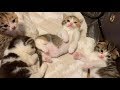 すくすく育つ子猫たち♪【スコティッシュフォールド】