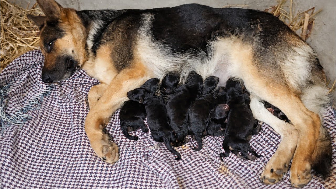 Dog Birth Delivery | 9 Puppies Born Naturally - YouTube