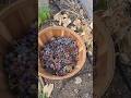 Making grape juice😋#garden #homemade #homesteading #natural