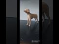 Dog Wood carving