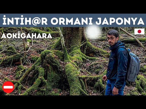 BU ORMANA GİRMEK YASAK ? | HIZLI TREN, FUJİ, JAPAN RAİL PASS | JAPONYA TURU BAŞLAR 🇯🇵