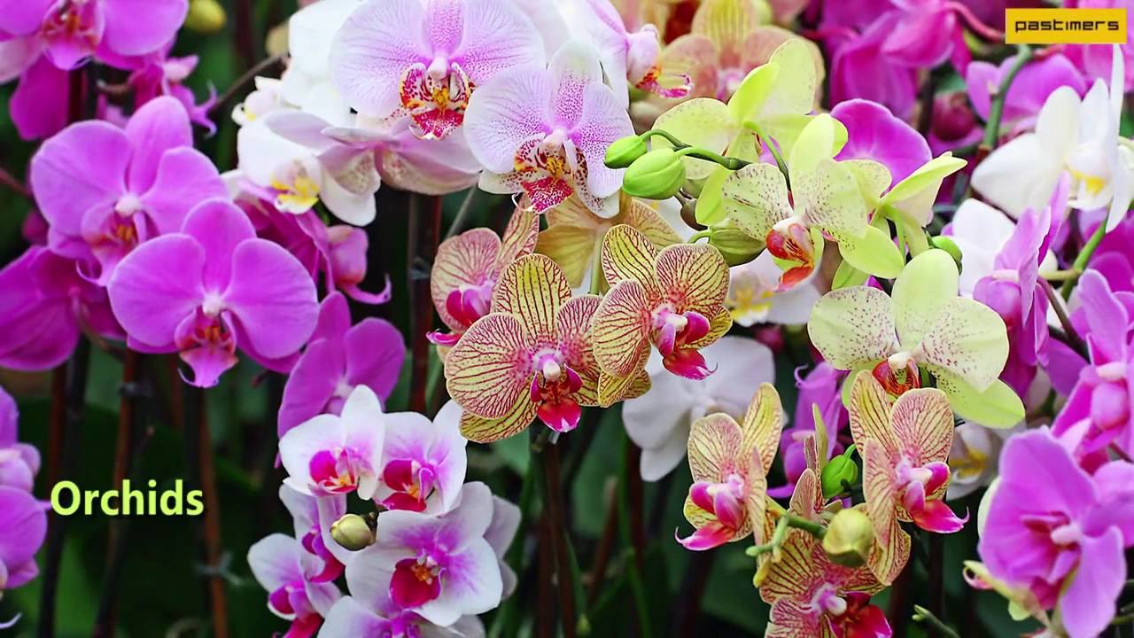 Top 10 List of Most Beautiful Flowers in the World YouTube