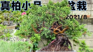【SHINPAKU】まるなかBONSAIさんから購入した真柏小品盆栽のお手入れやったら少しずつ良くなってきた
