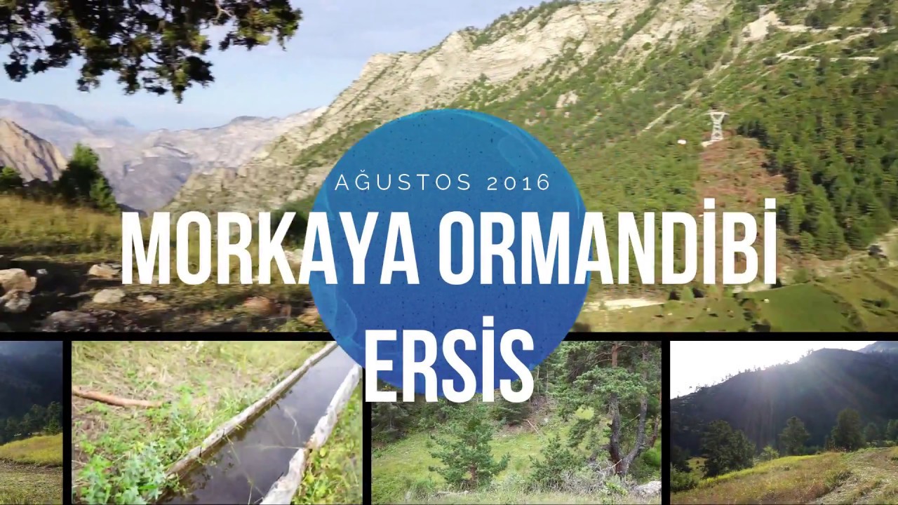 Morkaya Ormandibi Ersis Ağustos 2016