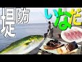 堤防で美味しい魚を釣ろう フカセ釣りでイナダ Surf-fishing