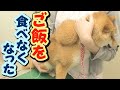 【豆柴】2日間食べず…点滴で巨大なコブが…【子犬】【多頭飼い】