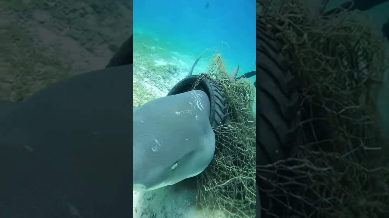 Diver Saves a Trapped Shark  Ocean Rescue