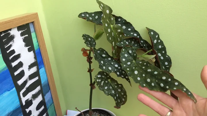 On The Ledge Podcast Episode 69: houseplant tour w...