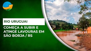 Rio Uruguai começa a subir e submergir lavouras de arroz e soja em São Borja RS