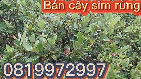Cách cắt tỉa cành cây sim rừng, ship toàn quốc 0819972997