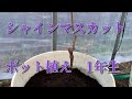 シャインマスカット　ポット植え　成長記録1  grape pot