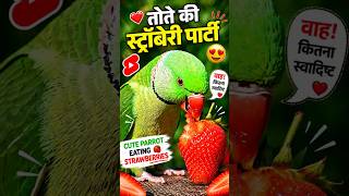 Cute Parrot Loves Strawberry 🦜🍓 #shorts #parrot #strawberry
