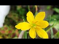 🔴Live👉🪴 45°C Heatwave Survival Guide for Plants!☀️ Don't let your plants die this Summer! #viral