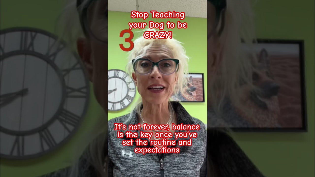 How to Train Your Dog to be Calm 