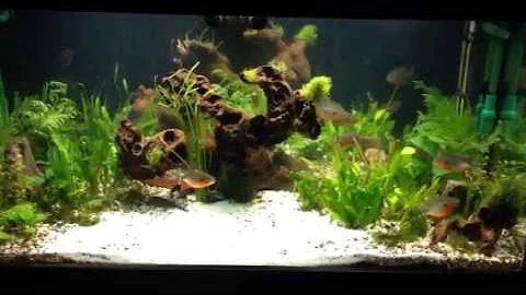 Piranhas !!!! With cichlids in planted tank