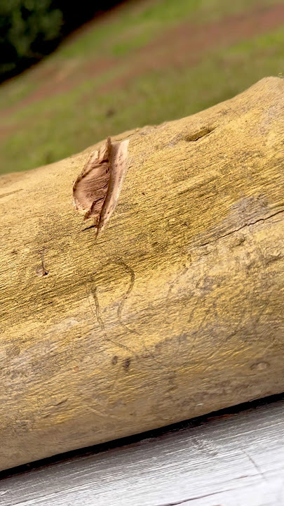 I Don’t Like Wasting Money | Cold Steel Royal Kukri Is Worth It ✅ #edc #machete #outdoors #garden