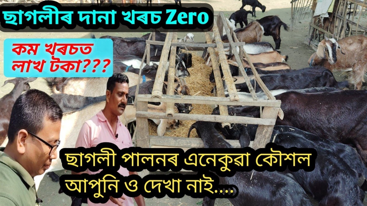 ছাগলী পালনৰ ব্যতিক্রম কৌশল।।@nathgoatfarming8201 Assam goat farm || goat farming in Assam  ||