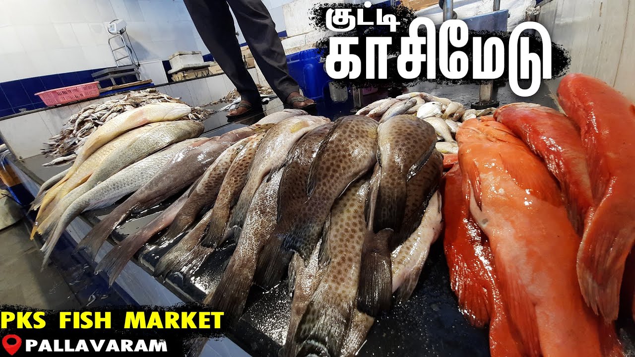 KUTTY KASIMEDU in Namma Pallavaram PKS FISH MARKET Pallavaram Chennai