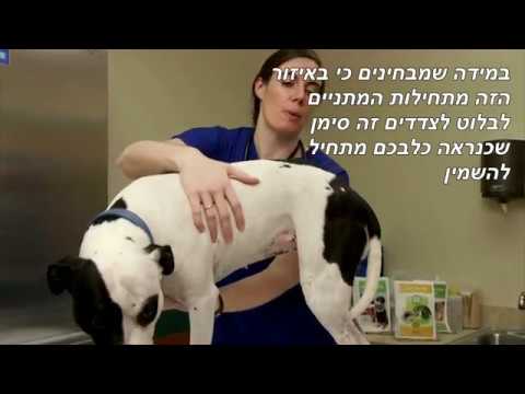 וִידֵאוֹ: האם חיית המחמד הזוחלת שלך במשקל בריא? - זוחל BCS