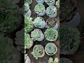 BEAUTIFUL SUCCULENT #succulent #gardening #flowers #pruning #desertrose #repoting #plants #garden