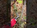 Smart tool sharp scissors for pruning all kinds of branches #shorts