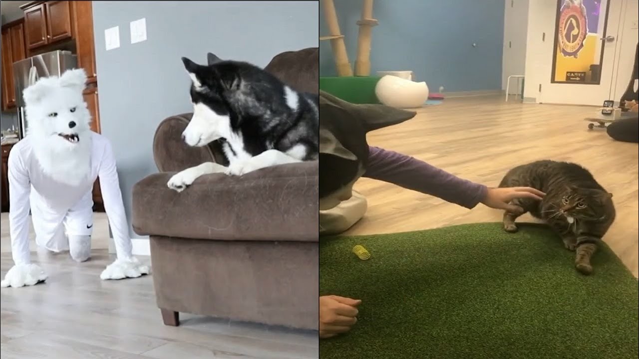 Funny Dog Reaction - Dog vs Dog Mask | 