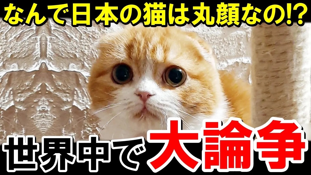 海外の反応なんで日本の猫はみんな丸顔なの海外で大論争JAPAN応援
