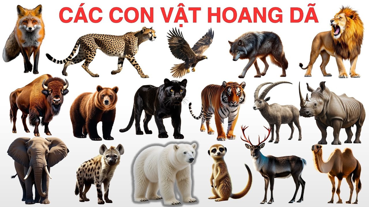 Bé Học Các Động Vật Hoang Dã | Hổ, Sư Tử, Gấu, Đười Ươi và Nhiều Loài Khác