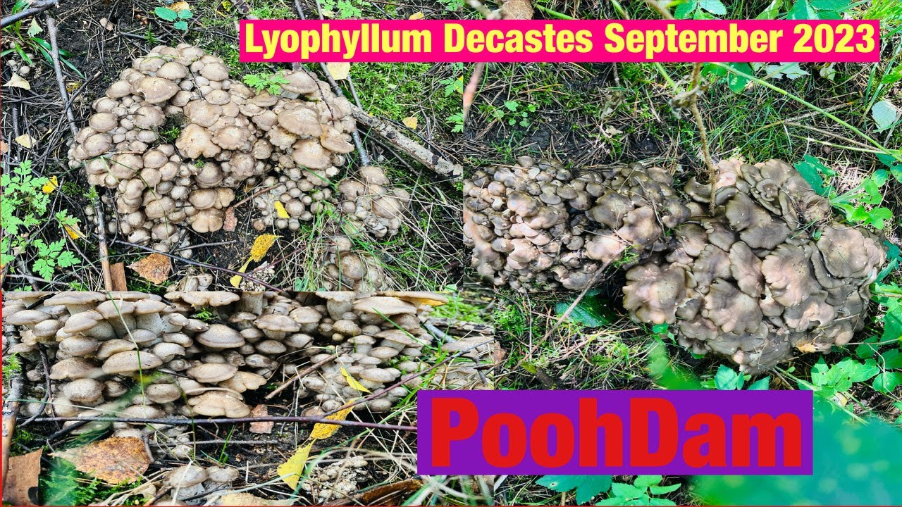 LyophyllumDecastes, เห็ดดำ เห็ดไก่ทอด ,PoohDam