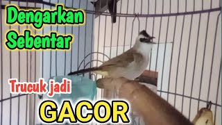 Download Lagu Pancingan trucukan BETINA MEMANGGIL JANTAN bikin trucuk  BAHAN ombyokan gacor pagi siang malam hari MP3