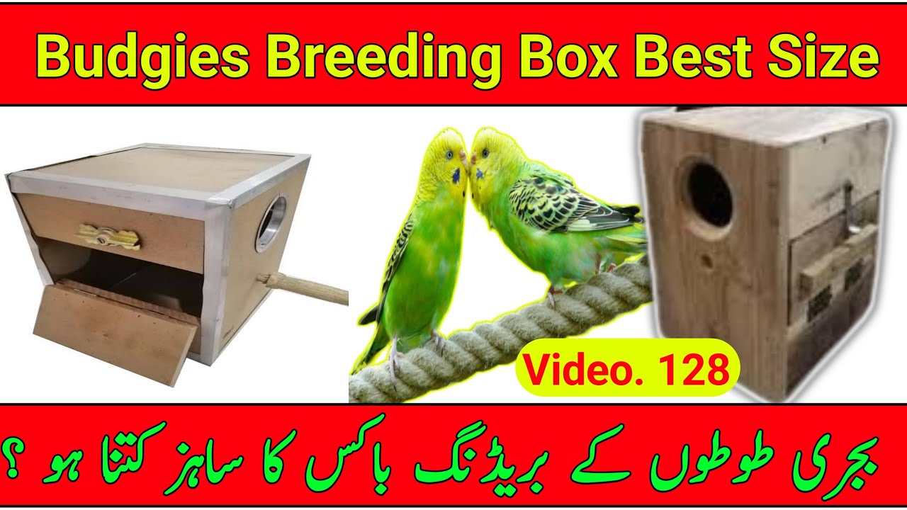 Budgies Best Breeding Box Size YouTube
