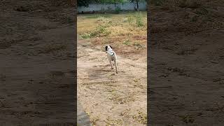 #pointer #dog in punjab ❤
