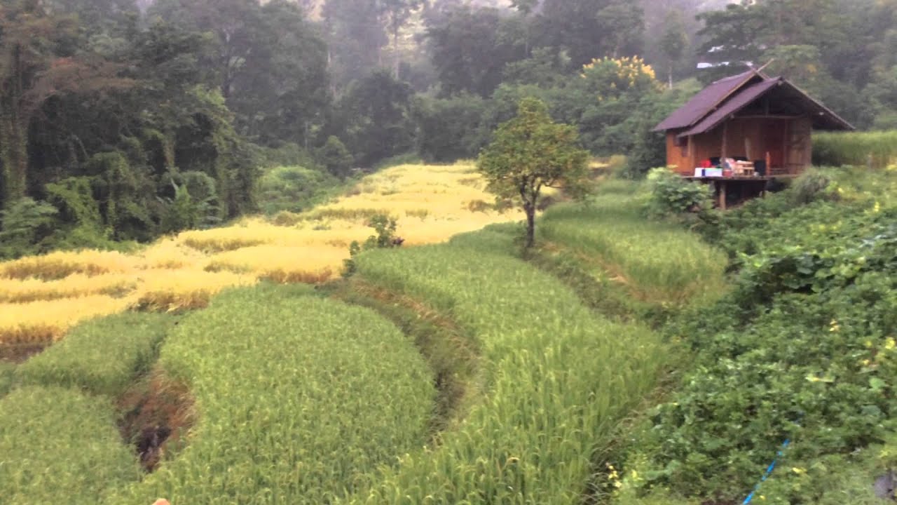 Maechaem Farmstay, Chiang Mai, Thailand Line ID:wit084 กระท่อมปลายนาแม่แจ่ม