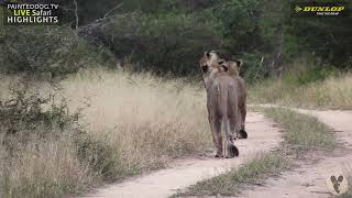How Lion Pride Hunt Impala screenshot 2