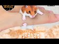 『小動物』いきもの大図鑑 指巻きコレクション コンプリート開封動画 ガシャポン ガシャガシャ