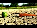 DIY Powerful mini Cannon 30mm vs Watermelon