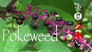 Pokeweed: Poison, Edible, Medicinal & Other Uses
***Attention*** Plight to Freedom is now The Cargo Cult Café. Same type of content with added weirdness.
Music: Hooky with Sloane by Bird Creek
Pokeweed, Phytolacca americana
Please help this project grow by liking, subscribing, leaving a comment or tip and sharing this information with your friends and family.
https://www.cargocultcafe.com/pokeweed/ Pokeweed: Poison, Edible, Medicinal & Other Uses
