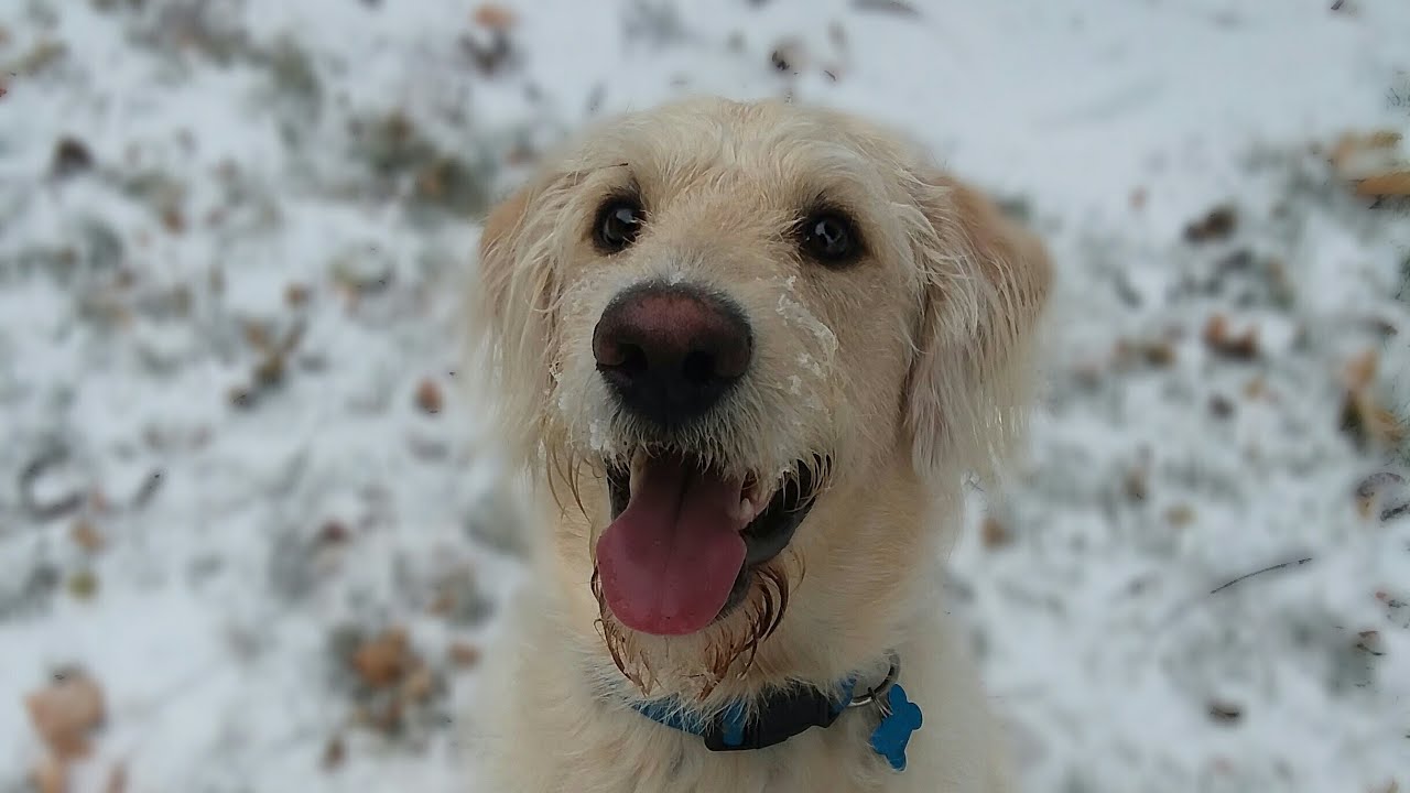 My Labradoodle🐶 YouTube