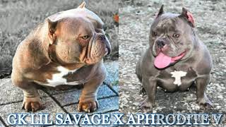Exotic Breeding Bape Blood