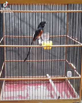 murai batu medan asli gacor