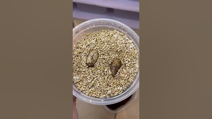 ¿Cómo incubar huevos de Gecko? #shorts