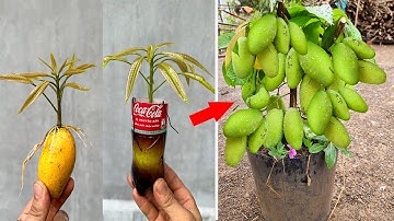 Video Summary of super fast mango propagation techniques using Coca Cola and bananas, super rooting