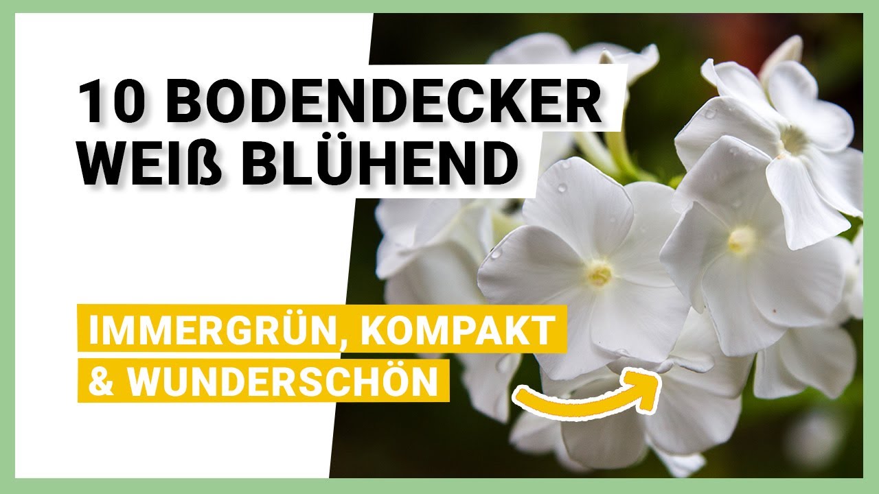 Die schönsten 10 Bodendecker weiß blühend Natürliche & edle