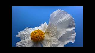 Two Matilija poppies bloom #timelapse