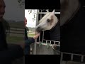 بطل العالم دبليو إتش جستس Explore Horse خيل جمال خيل عربي اصيل الخيل الخيل العربية 