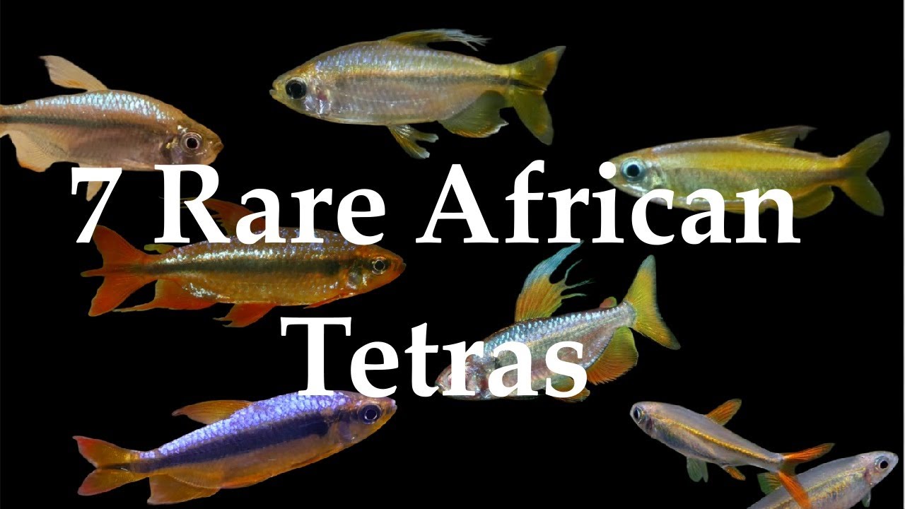 7 African Tetra Species