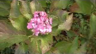Hydrangea macrophylla of Jogasaki coast.
